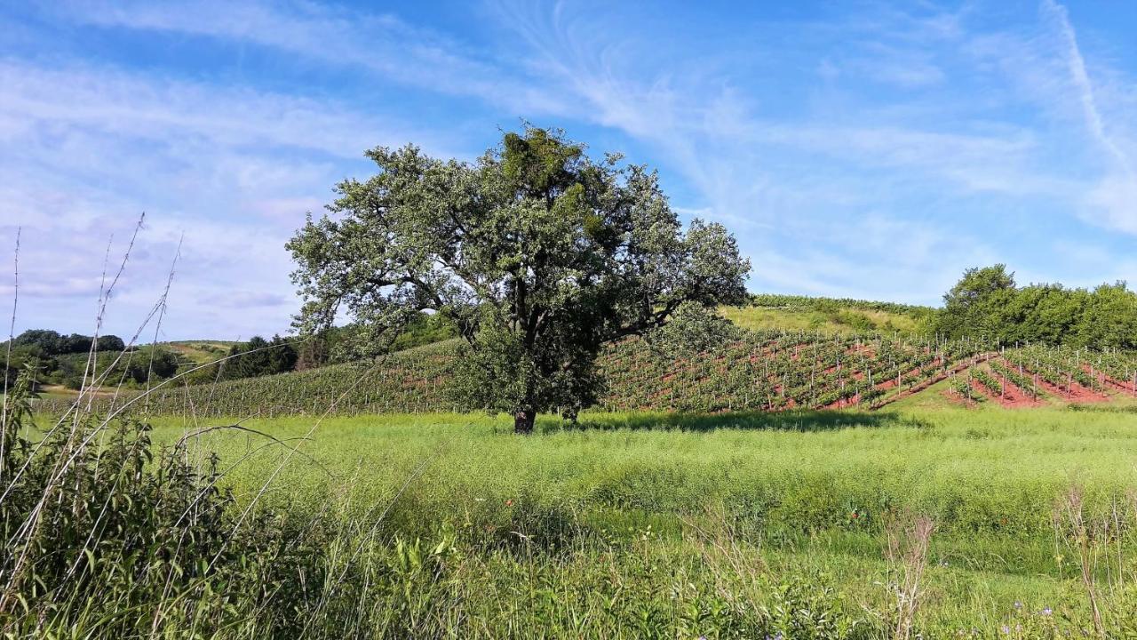 Haus Mit Seele Im Nahetal Weinsheim  Dış mekan fotoğraf
